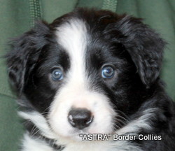Black and white female, Smooth to medium coat, border collie puppy